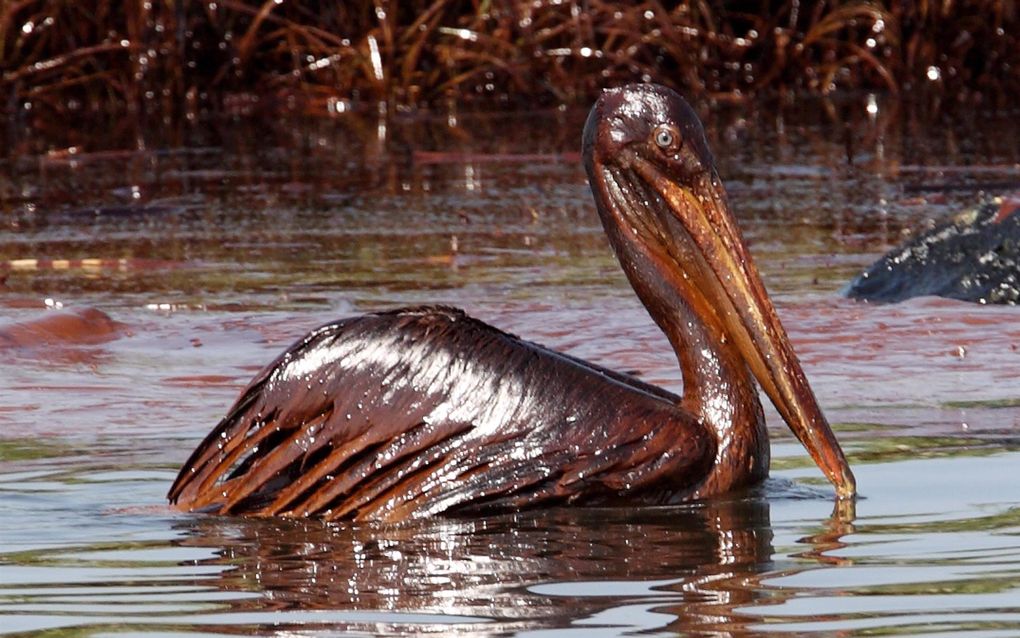 Ondanks dat de kap al veel olie opvangt, besmeurt de drab nog altijd de natuur. Foto EPA