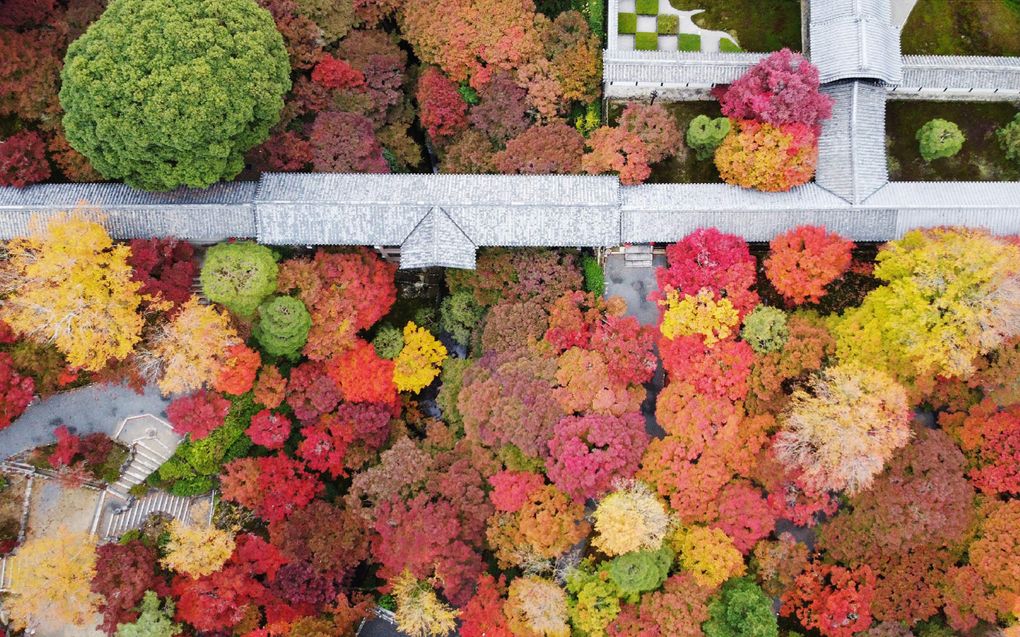 Bomen in Japan hebben prachtige herfstkleuren. Deze luchtfoto is genomen boven het terrein van de Tofukujitempel in Kyoto. beeld AFP, Jiji Press  