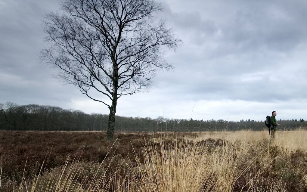 Door de nabijheid van natuurgebied de Veluwe (foto) is stikstofuitstoot in Regio Foodvalley een groot probleem. Vrijwel alle veehouders zijn piekbelaster. beeld ANP