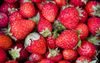 Op aardbeien uit de supermarkt zitten gemiddeld drie verschillende bestrijdingsmiddelen. beeld ANP, Koen Suyk 