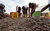 Ivoriaanse vrouwen sorteren cacaobonen. Ivoorkust is een van de grootste producenten van cacao. beeld AFP, Sia Kambou