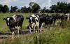 Koeien lopen richting de stal. Nederlandse boeren hebben steeds meer moeite het hoofd boven water te houden. beeld ANP, Robin van Lonkhuijsen