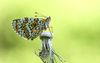 Veldparelmoervlinder. beeld Chiel Jacobusse