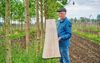 Eric Litjens uit Deest verbouwt 15 hectare Pauwlonia-bomen. 
beeld Van Assendelft Fotografie