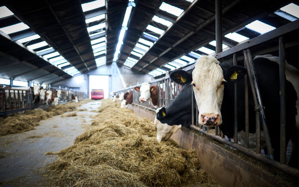 Actiegroep MOB wil de adressen weten van bedrijven die zich hebben aangemeld voor het legalisatieprogramma PAS-melders. Rijksdienst RVO maakt die binnenkort openbaar. beeld ANP, Phil Nijhuis