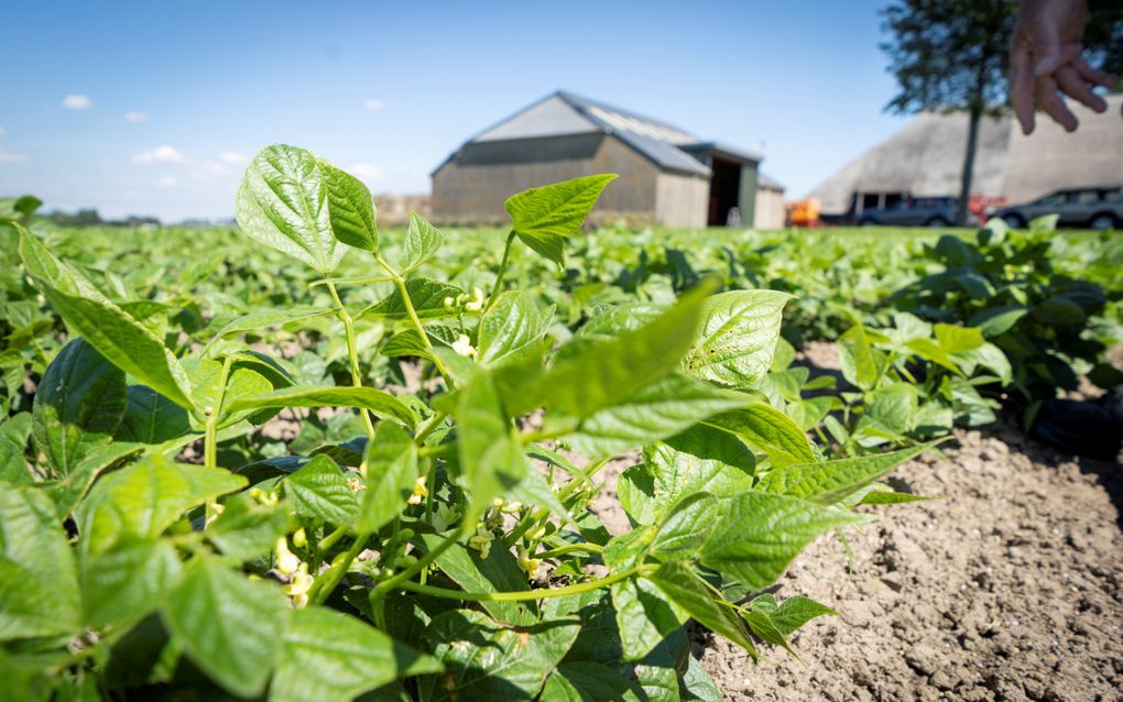 Investeringen in onderzoek, kennis en technologie in precisielandbouw worden toegankelijk voor wederzijdse klanten. beeld Niek Stam