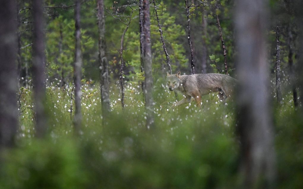 Beeld AFP, Morin