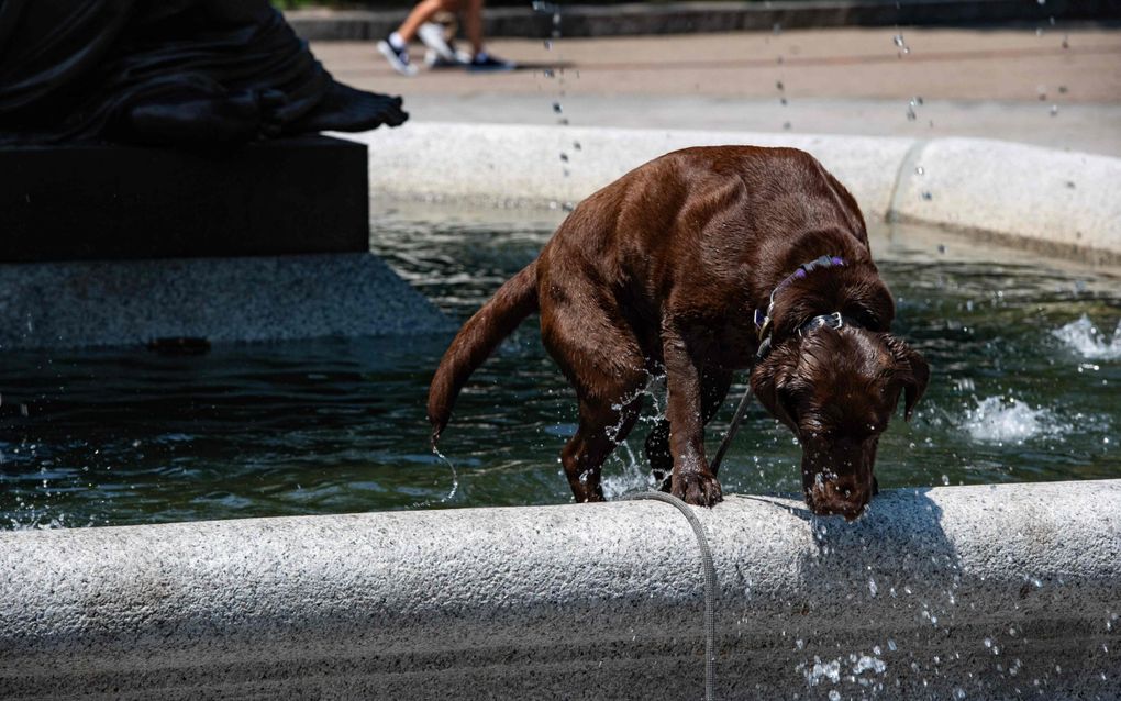 Een hond zoekt verkoeling tijdens een hittegolf in Boston, Massachusetts. beeld AFP, Joseph Prezioso 