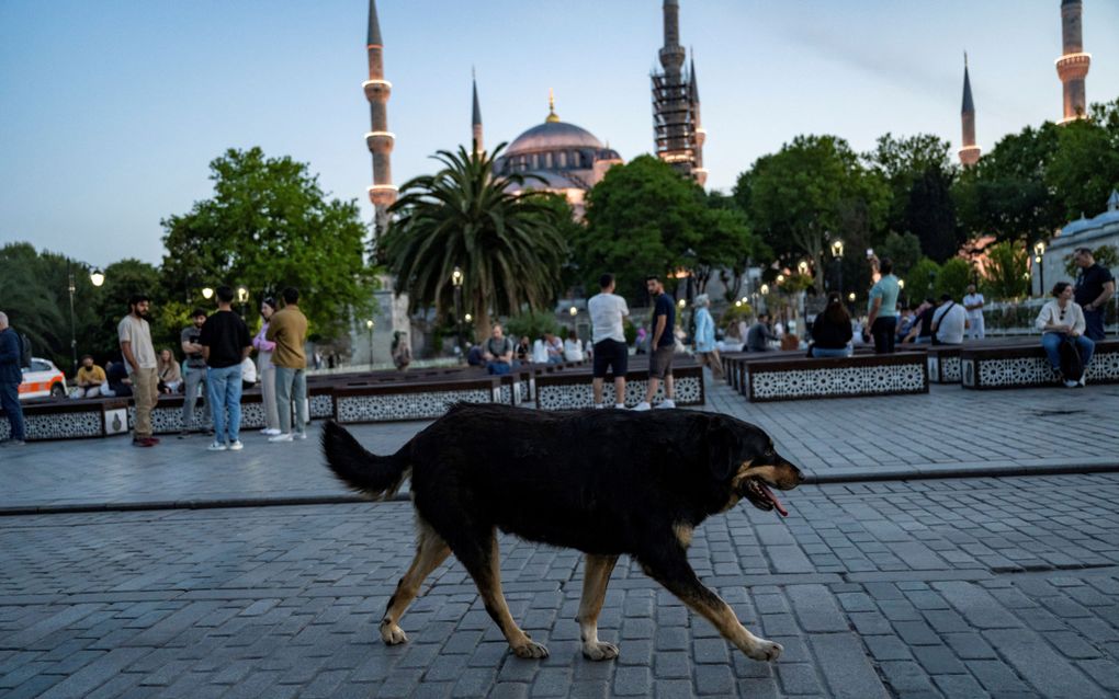 Een straathond loopt door een park naast de Blauwe Moskee in Istanbul. De Turkse regering wil zwerfhonden laten inslapen, omdat er te veel van zijn. beeld AFP, Yasin Akgul