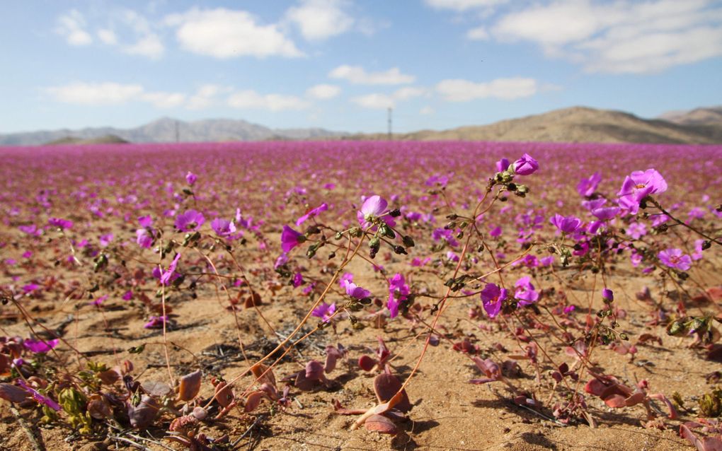  De dorre vlakte verandert in een kilometerslange zee van paarse bloemen. beeld AFP, Patricio Lopez Castillo 