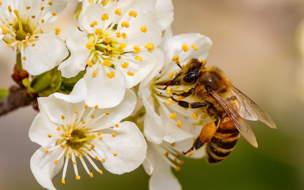 Luchtvervuiling is de oorzaak van de snelle achteruitgang van insecten, niet straling, klimaatverandering of plagen. Dat denken Britse wetenschappers. 