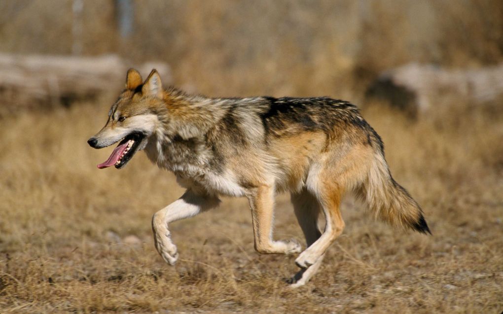 Op dit moment wordt ervan uitgegaan dat een wolf bij het voorval betrokken was. beeld pfotenleser.de