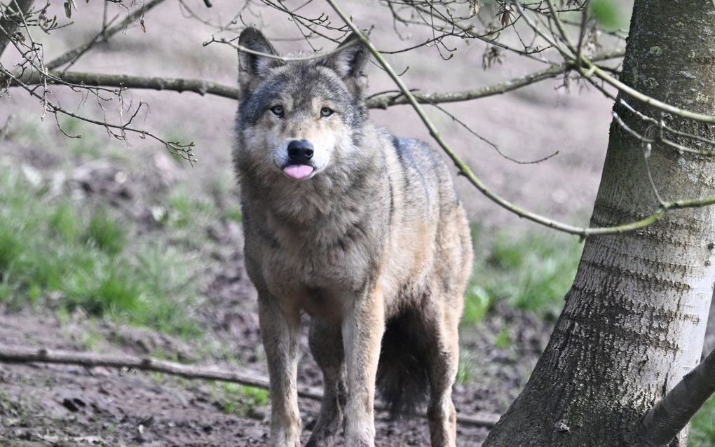 Wolf in het zuiden van Duitsland. beeld AFP, Thomas Kienzle