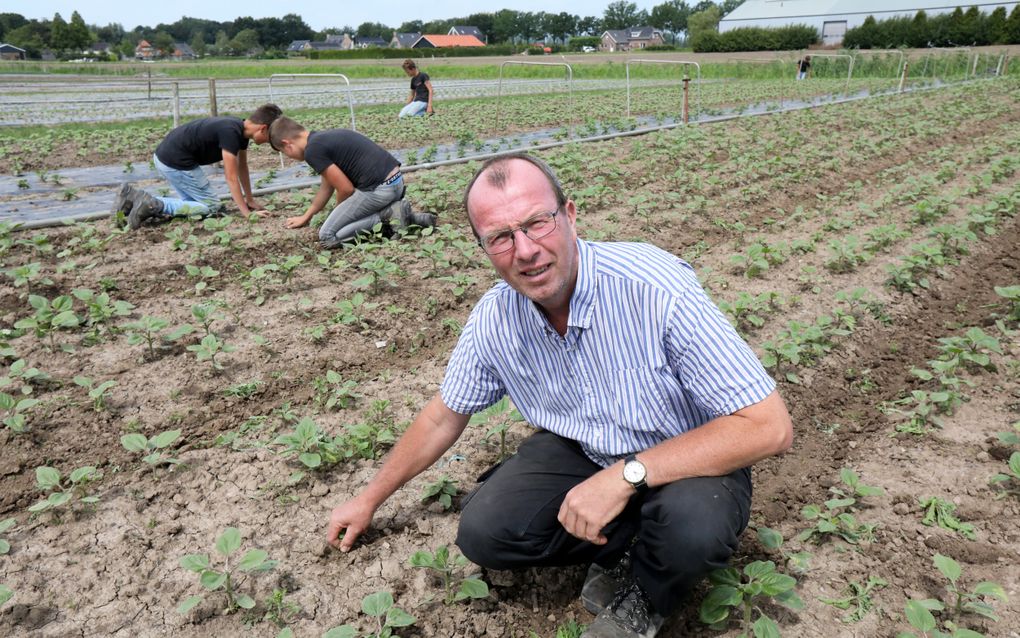 Bloemenkweker Geert op ’t Hof uit Nederhemert is voorzitter van de nieuwe vereniging Biologische Sierteelt Nederland. Hij verwacht dat er over tien jaar geen chemische bestrijdingsmiddelen meer gebruikt mogen worden in de sierteelt. beeld VidiPhoto