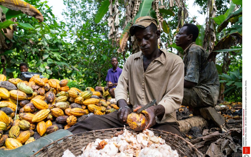 Een cacaoboer in Ghana snijdt de vruchten van de cacaoboom open. Door schimmelziektes en droogte blijft de cacaoproductie in het land flink achter. beeld Shutterstock, Muntaka Chasant