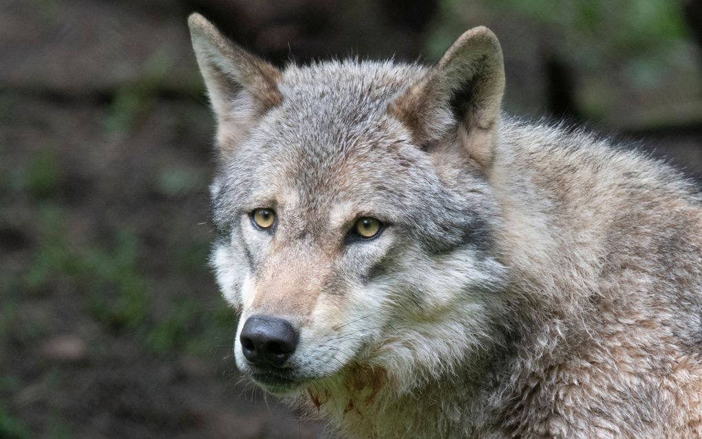 Voor voorzitter Wim Brouwer van de lokale LTO-afdeling staat vast dat de wolf achter de aanval zit. beeld AFP, Thomas Kienzle 