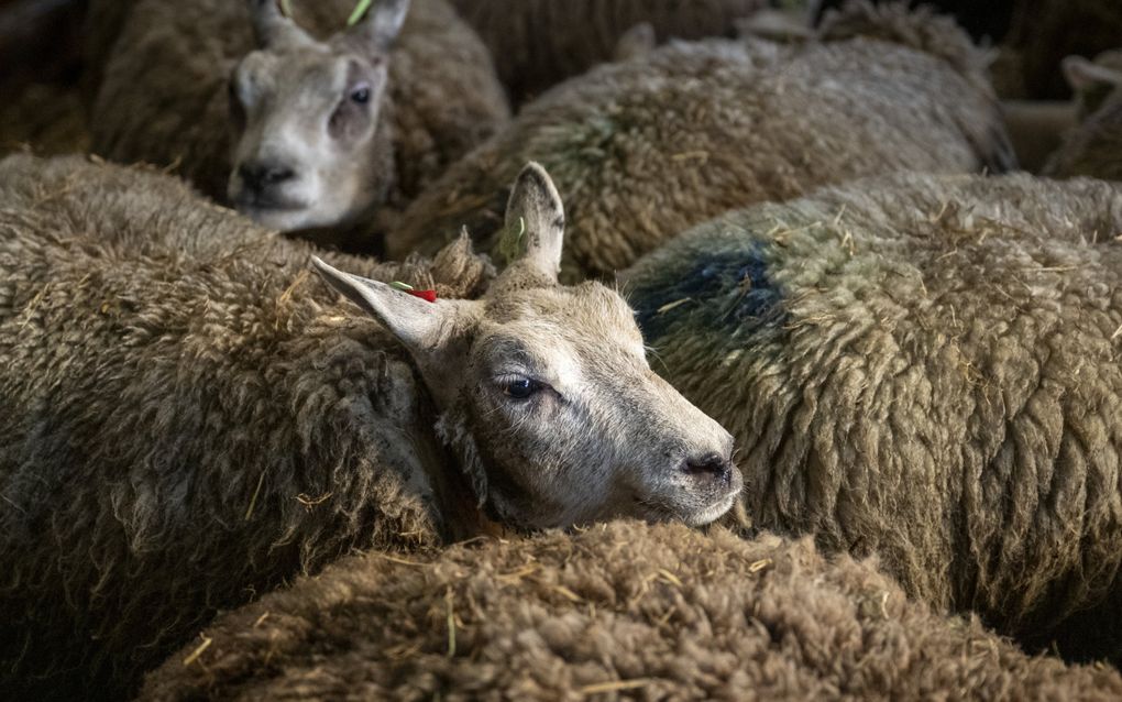 Schapen. beeld ANP JILMER POSTMA