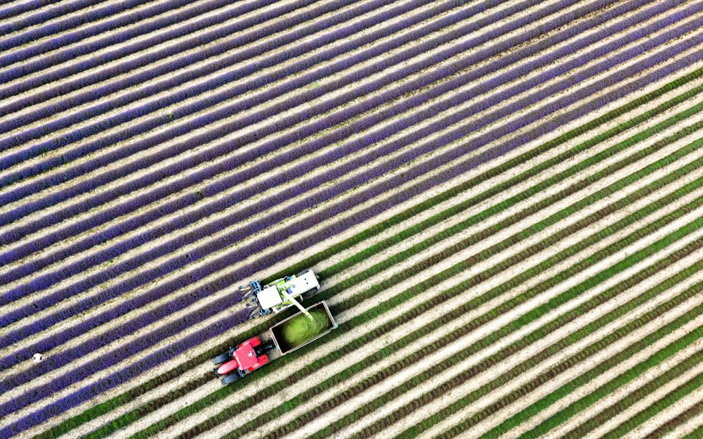 Een landbouwmachine oogst lavendel op Castle Farm in Shoreham, Kent, Zuid-Britannië. Lavendel wordt verzameld voordat het wordt gestoomd om de oliën te scheiden. beeld EPA, Neil Hall