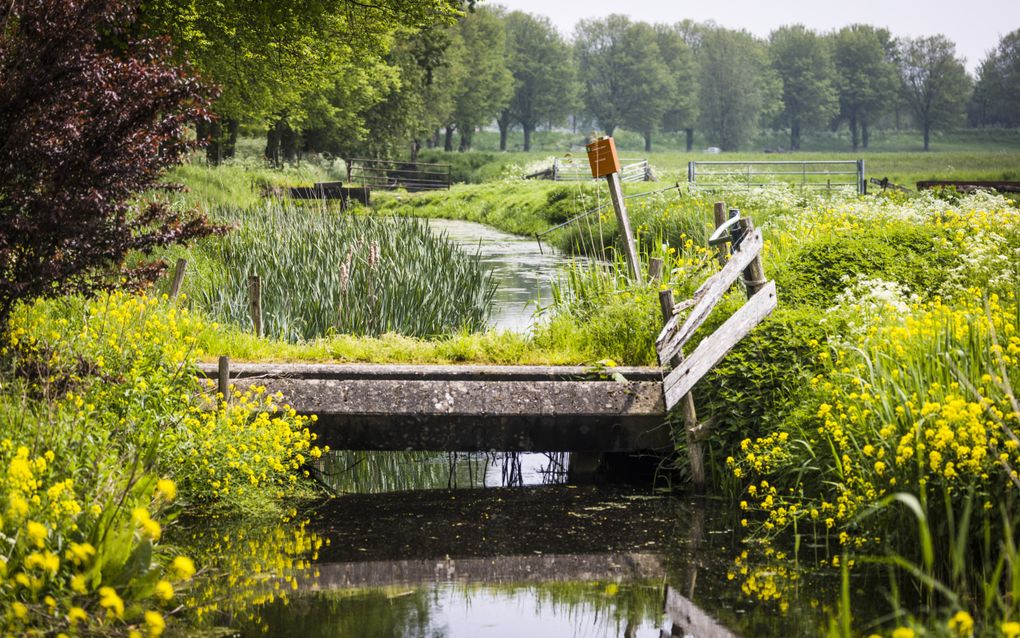 Een sloot langs een weiland in de Hoeksche Waard. beeld ANP, Jeffrey Groeneweg  