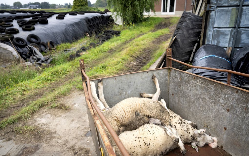 Een kar met door het blauwtongvirus gestorven schapen. beeld ANP, SANDER KONING