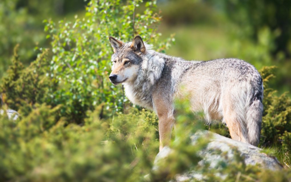 Anne Oenema uit Drenthe zag hoe een jonge wolf met zijn dikke pels in zijn nek een stroomdraad omhoogduwde en zo een goedgekeurd wolvenraster kon passeren. beeld iStock