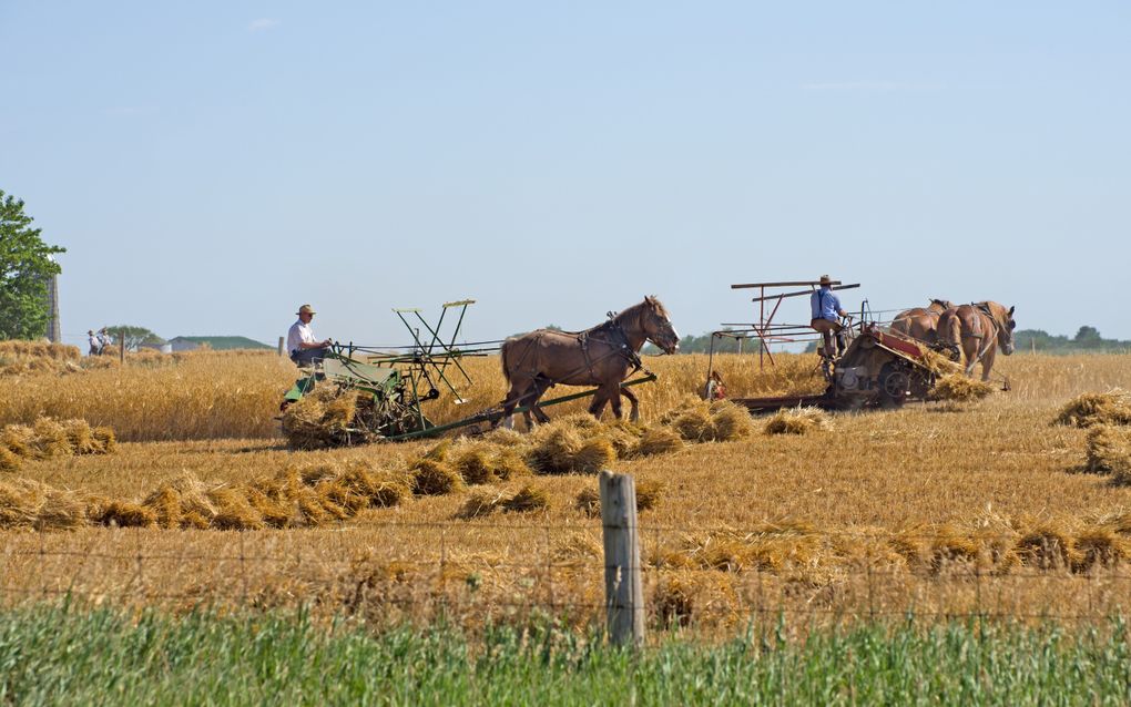 Een mennoniet is niet aangesloten op het energienet en gebruikt geen kunstmest. Hij boert op de natuurlijke manier. beeld iStock