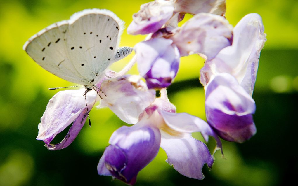 Inheemse planten in de tuin kunnen dagvlinders een handje helpen. Zo lusten rupsen van dit boomblauwtje graag klimop, sporkehout en hulst. beeld ANP, Koen van Weel