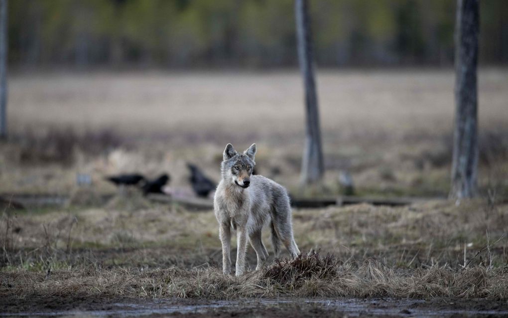 Aanleiding is een incident van woensdagochtend bij Austerlitz, waarbij een kind omver zou zijn gelopen of geduwd door een „groot dier”. Mogelijk gaat het om een wolf. beeld AFP, Olivier Morin 