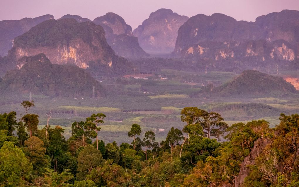 De jungle van Krabi, Thailand. beeld Unsplash