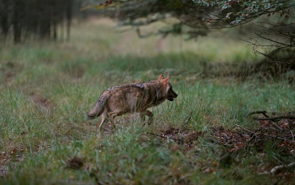 Een wolf op de Veluwe, vastgelegd door natuurfotograaf Otto Jelsma. beeld ANP, Otto Jelsma