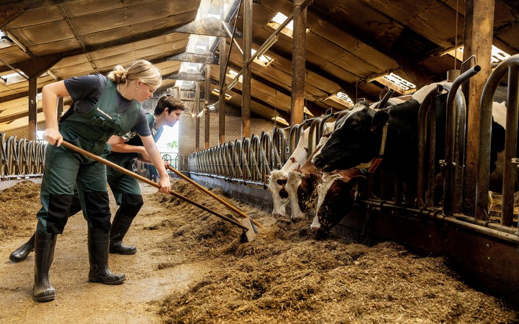 Liefde is samen koeien voeren. Datingapp AgriMatching koppelt jongeren met liefde voor het boerenleven. beeld ANP, Iris van den Broek