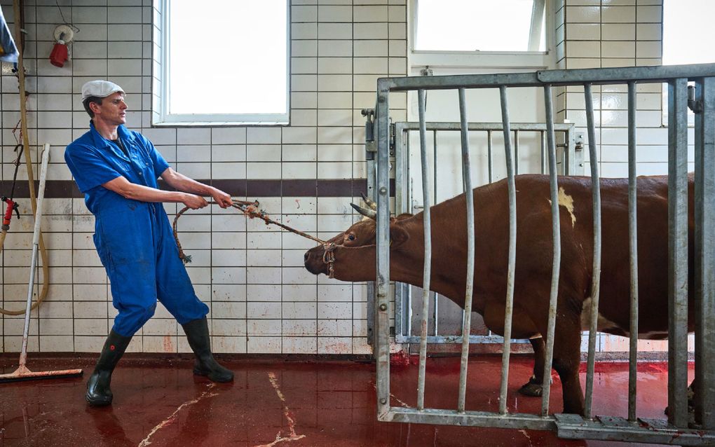 Slager Ferry van Meurs in Reeuwijk slacht zelf het vee waarvan hij het vlees verkoopt. beeld Phil Nijhuis