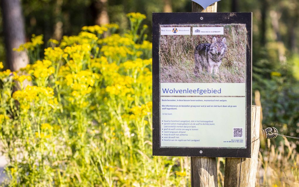 Het landgoed Den Treek waar een wolvenpaar met welpen leeft, is gesloten voor bezoekers. beeld ANP, Vincent Jannink 