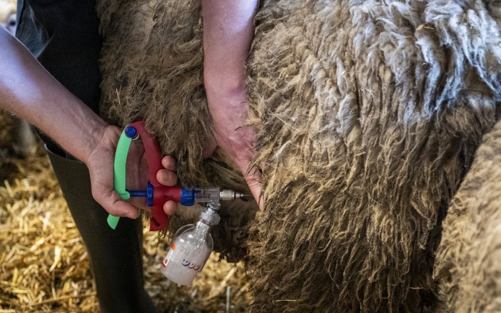 Een schaap wordt ingeënt tegen blauwtong. beeld ANP, Jilmer Postma