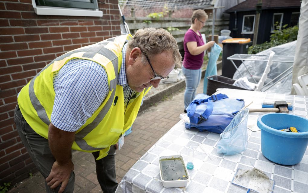 Een medewerker van de Nederlandse Voedsel- en Warenautoriteit controleert een bakje water op de aanwezigheid van muggenlarven. De toezichthouder heeft zijn handen vol aan het bestrijden van de tijgermug, die op steeds meer plekken in Nederland wordt aangetroffen. beeld ANP, Jeroen Jumelet