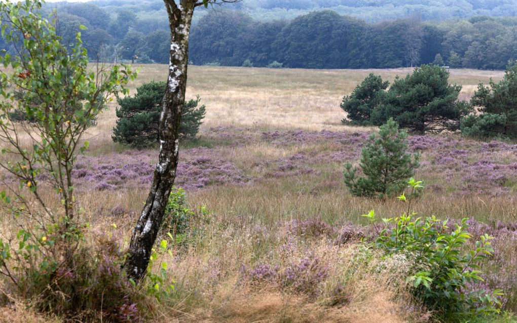 De Hoog Buurlose Heide bij Apeldoorn.
beeld RD, Anton Dommerholt