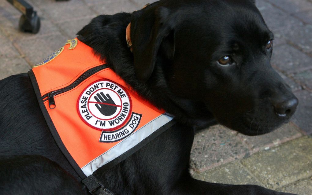 Een dovengeleidehond.
beeld RD, Anton Dommerholt