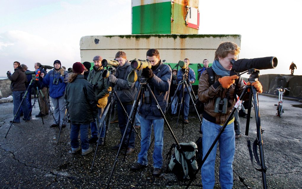 Walvisspotters op de Zuidpier bij IJmuiden hopen een glimp op te vangen van een bultrug. Stichting Rugvin organiseert op 7 september een nationale walvisteldag. Daarmee hoopt de stichting de aantallen en soorten walvissen in de Noordzee beter in kaart te brengen. beeld ANP, Olaf Kraak