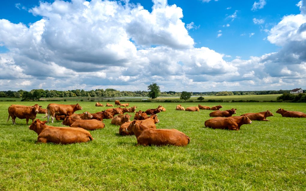 Limousinkoeien in een weiland. beeld iStock