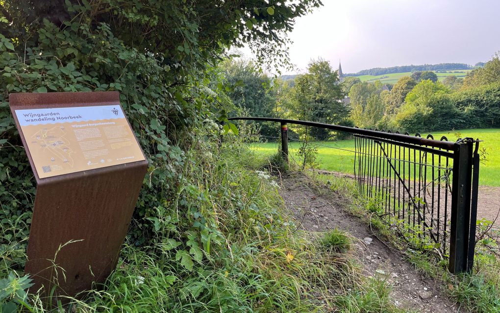 Sinds enkele jaren heeft Noorbeek een Wijngaardenwandeling. beeld RD