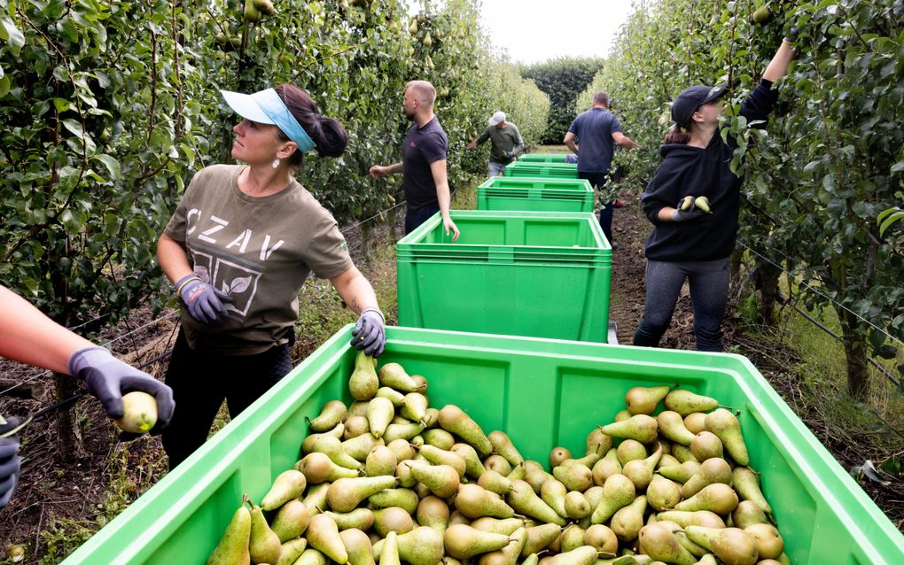 Poolse seizoenswerkers oogsten peren bij fruitteler Joris Wisse in het Zeeuwse Anna Jacobapolder. Het plukken is een precies werkje. beeld Dirk Hol