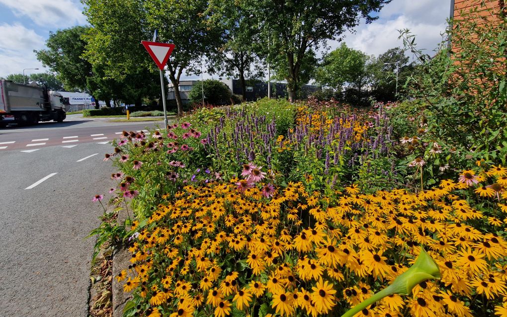 Bloemenperken tussen een bedrijf en de rijweg van het industrieterrein. beeld RD