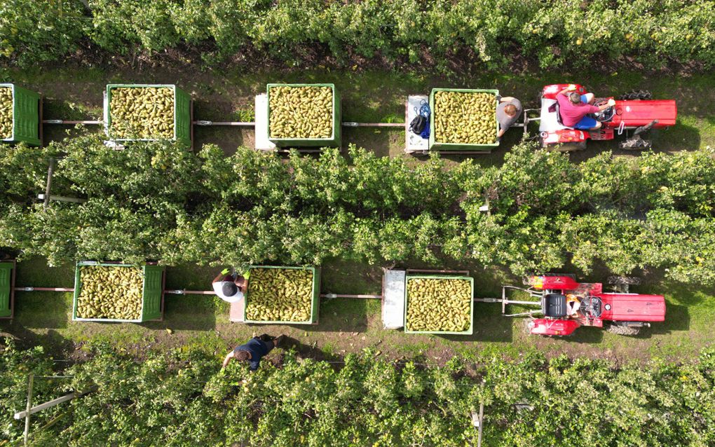 Personeel van een fruitteler uit Dodewaard is bezig met de perenpluk. De oogst van appels en peren is dezer dagen begonnen; voor kersen ligt de piek in juni en juli. Telers van deze gewassen denken dat robots de pluk voorlopig niet kunnen overnemen. beeld VidiPhoto 
