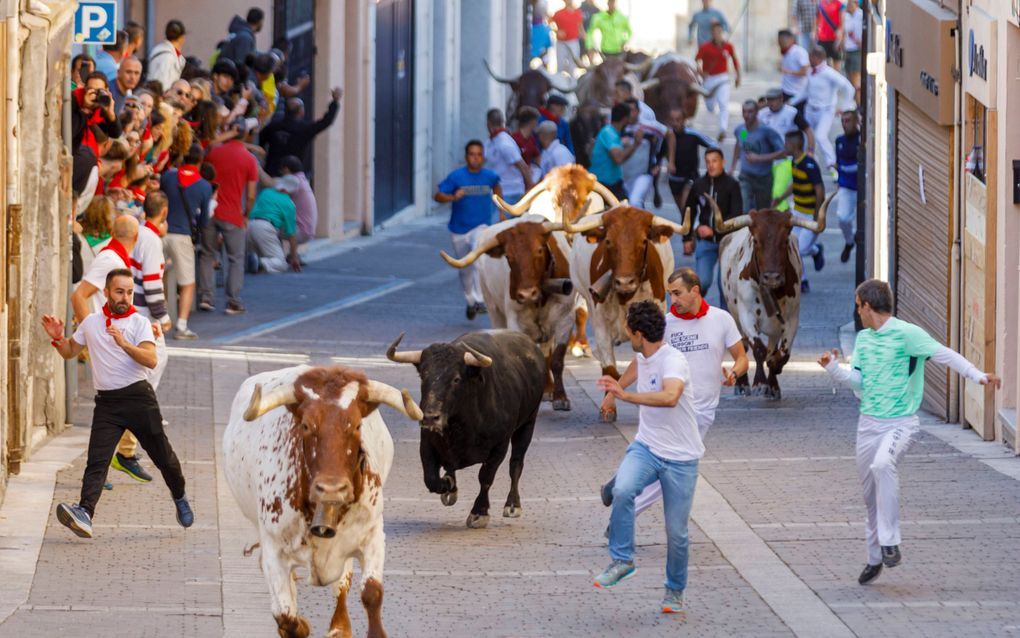 In het Spaanse Cuellar bestaat de traditie om met stieren door de stad te rennen. Afgelopen zondag was het weer zover. beeld EPA, Pablo 