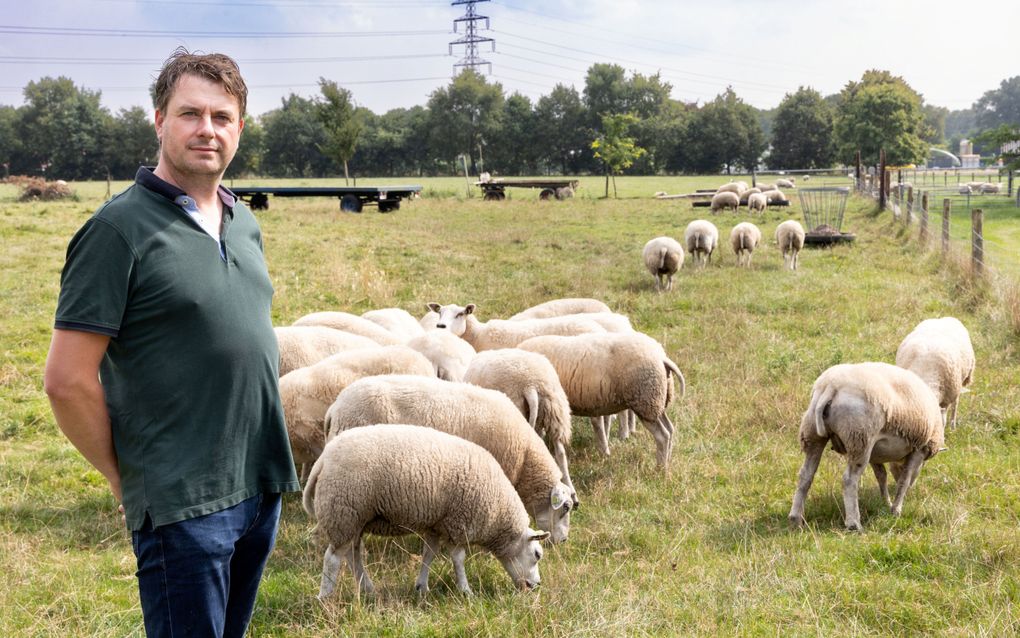 Hartger van Diest uit Ermelo verliest voor het tweede achtereenvolgende seizoen veel schapen aan blauwtong. „Het raakt me ook emotioneel. Ik ben soms gewoon bang om het weiland in te lopen.” beeld RD, Anton Dommerholt