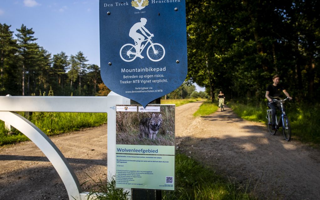 Het landgoed Den Treek waar onder meer een wolvenpaar met welpen leeft, is weer open voor bezoekers. Op de nabijgelegen camping is vrijdagnacht een schaap doodgebeten. beeld ANP, Vincent Jannink