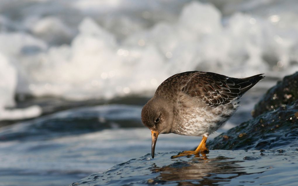 Paarse strandloper. beeld Chiel Jacobusse