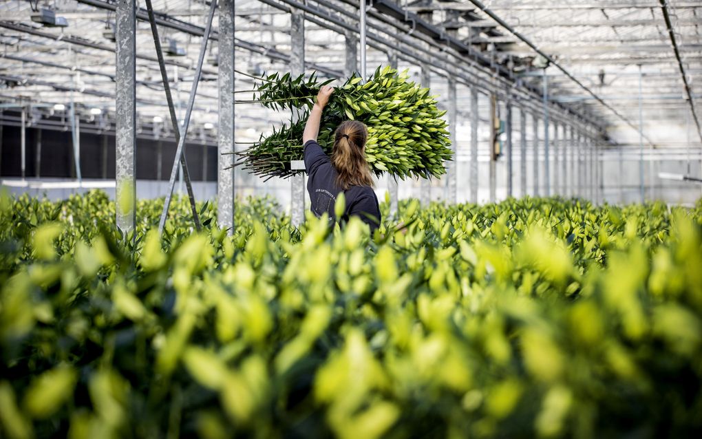 Arbeidsmigranten werken veel in de logistiek, tuinbouw en voedingsindustrie. beeld ANP, Koen van Weel 