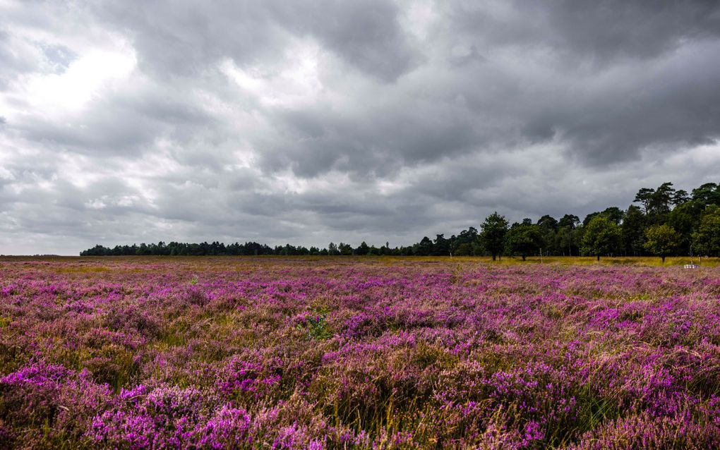 In bossen slaat meer stikstof neer dan op heidevelden en weilanden.. beeld ANP, Rob Engelaar