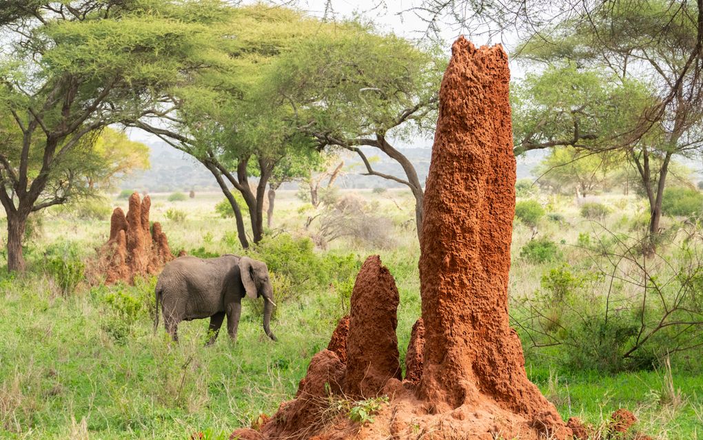 Termietenheuvel in Tanzania. beeld iStock